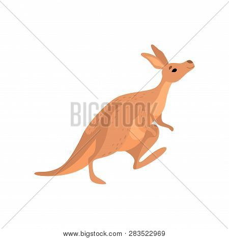 Kangaroo, Cute Brown Wallaby Australian Animal Character Vector Illustration