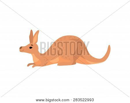 Brown Lying Kangaroo, Cute Wallaby Australian Animal Character Vector Illustration