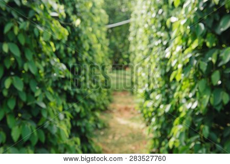 Pepper Field At Phu Quoc, Viet Nam, Group Of Pepper Plant In Green, This Farm Product Is Export Prod