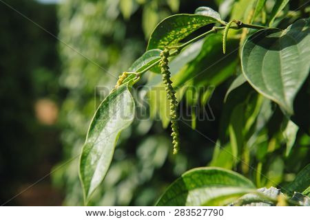 Fresh Piper Nigrum On Its Tree. It's Ready For Food Ingredient And Make Herb.