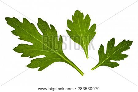 chrysanthemum flower leaves isolated on white background closeup. No shadows, top view, flat lay.