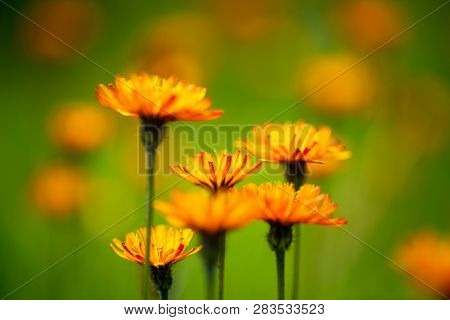 Crepis alpina - Abstract background of Alpine flowers. National Nature Park Tre Cime In the Dolomites Alps. Beautiful nature of Italy.