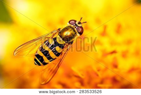Bee collects nectar from flower crepis alpina