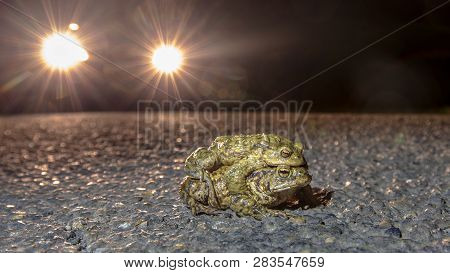 Mating Common Toads (bufo Bufo) Crossing Road While Headlights Of Car Are Approaching In The Night