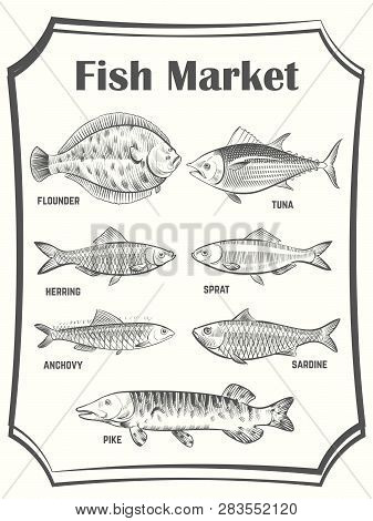 Hand Sketched Different Fish Vector Poster Template. Fish Market Banner. Illustration Of Seafood Mar