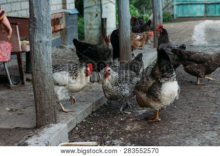 Village, Chicken On The Run.hen Feeding. Man Are Fed From Hands A Black Chicken With A Red Comb. Far