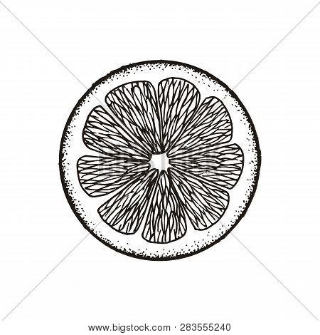 Slice Slice Of Lemon, Orange, Grapefruit, Lime. Chalk Sketch. Hand Drawn Vector Illustration. Retro 