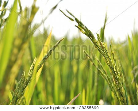 Campo de Paddy