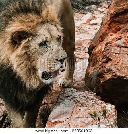 A Lion Standing Next To A Rock To Get An Overview While Strawling Through The Savannah
