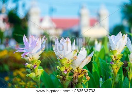 A Group Of Siam Tulip Grown For Decoration In Different Places