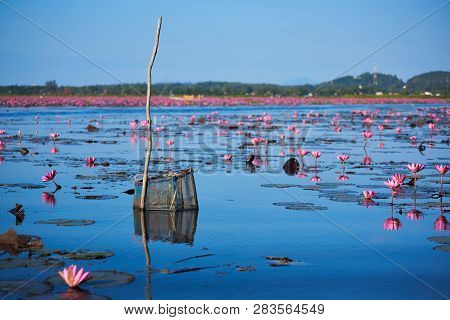 Scene Of Beautiful Blooming Pink Lotus In The Lake And A Catch Fish Equipment