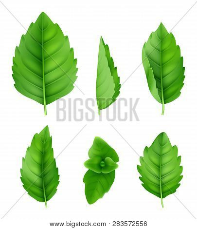 Mint Leaves Realistic. Closeup Spearmint Nature Herbs Fresh Smell Vector Green Pictures. Freshness L