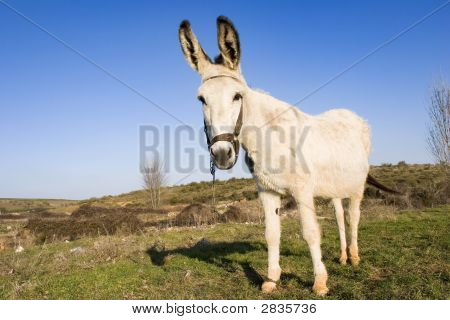 White Donkey