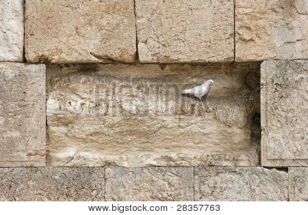 Pombo branco bonito no muro das lamentações em Jerusalém