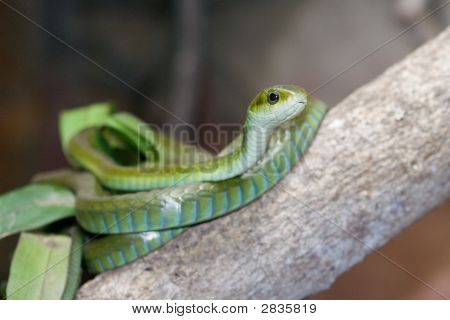 Boomslang