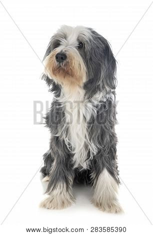 Bearded Collie In Front Of White Background