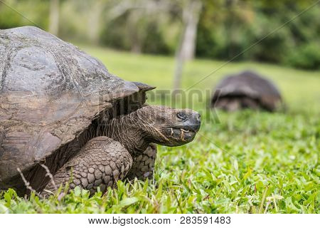 Animals. Galapagos Giant Tortoise walking on Santa Cruz Island in Galapagos Islands. Animals, nature and wildlife close up of tortoise in the highlands of Galapagos, Ecuador, South America.