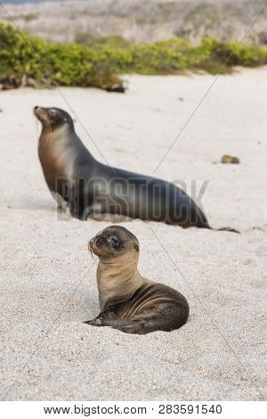 Galapagos Sea Lion cub playful playing in sand lying on beach on Galapagos Islands. Animals and wildlife nature on Mann beach San Cristobal Island, Galapagos, Ecuador, South America. Cute animals.