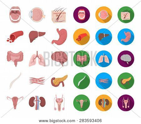 Internal Organs Of A Human Cartoon, Flat Icons In Set Collection For Design. Anatomy And Medicine Ve