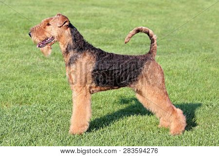 The Typical Portrait Of Airedale Terrier In The Spring Garden