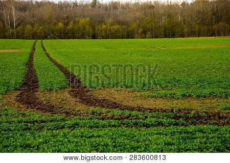 Dirt Road Path In Cereal Field Landscape In Spring. Tractor Tire Tracks On The Field In Latvia. Summ