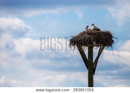 White Storks Baby In The Nest On Blue Sky Background. Stork Nest With Young Storks In Latvia.