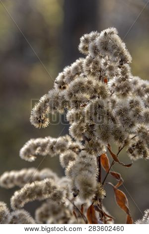 Full Frame Sere Plant Detail At Autumn Time