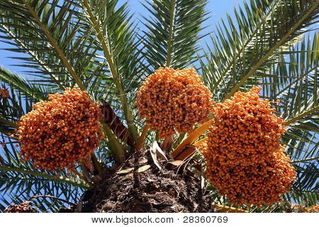 A ปิดของฟีนิกซ์ dactylifera ปาล์มทรี