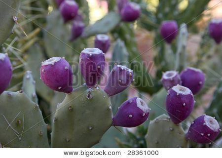 Opuntia med modne frugter