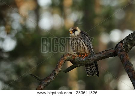 Portrait Of Female Western Red-footed Falcon (falco Vespertinus)