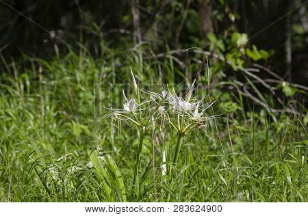 Bouquet Of Spider Lilies Growing In An Overgrown Field
