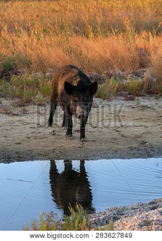 Wild Boar At Watering Place With Reflections On Water At Sunny Summer Evening