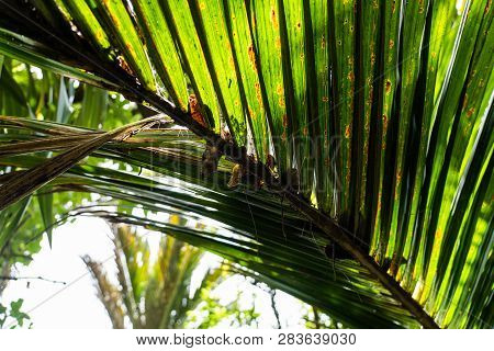 Palm Tree Close Up With The Sun In The Background, Marco Photography Of Palm Tree Leafs