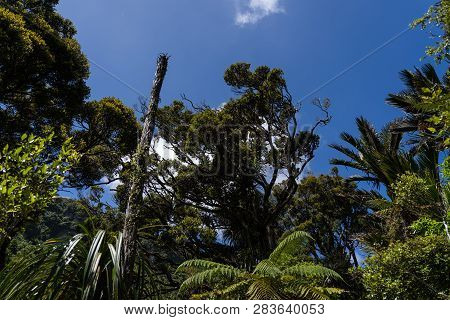 Amazing Nature Of New Zealand, Nature Image Of The Nature In New Zealand, Great Wildlife And Plants 