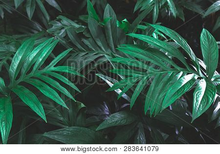 Tropical Green Leaves Of Lasia Spinosa On Dark Background, Nature Summer Forest Plant Concept.green 
