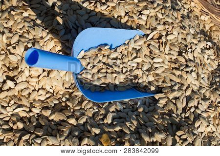 A Lot Of Seeds Large Pumpkin Seeds