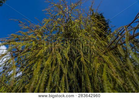 Amazing Nature Of New Zealand, Nature Image Of The Nature In New Zealand, Great Wildlife And Plants 