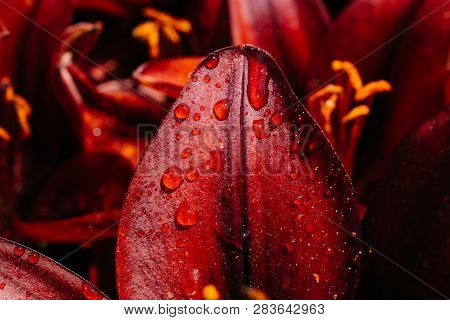 Blooming Beautiful Fresh Lily Flowers Micro View