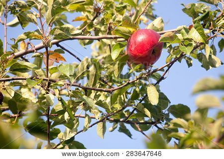 Ripe Juicy Red Apples Of The Idared Variety On Apple Tree Branches In The Orchard Of A Home Apple Fa