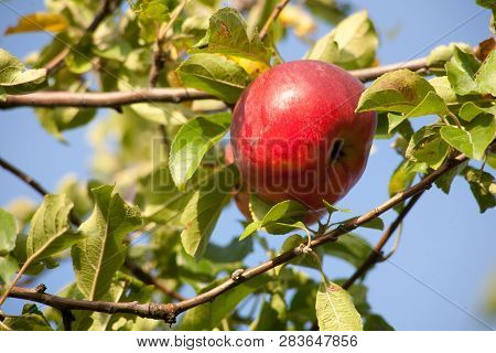 Ripe Juicy Red Apples Of The Idared Variety On Apple Tree Branches In The Orchard Of A Home Apple Fa