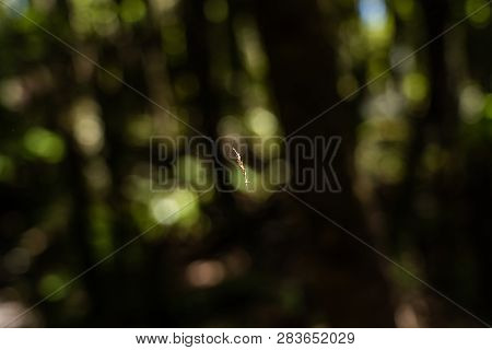 Amazing Nature Of New Zealand, Nature Image Of The Nature In New Zealand, Great Wildlife And Plants 