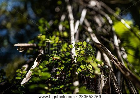 Amazing Nature Of New Zealand, Nature Image Of The Nature In New Zealand, Great Wildlife And Plants 