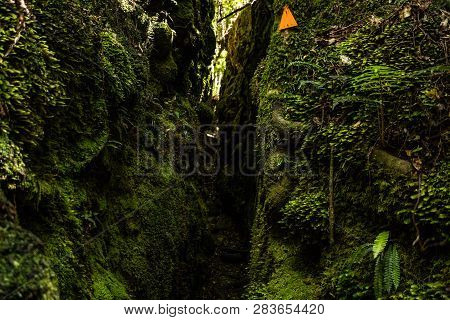 Amazing Nature Of New Zealand, Nature Image Of The Nature In New Zealand, Great Wildlife And Plants 