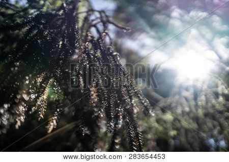 Amazing Nature Of New Zealand, Nature Image Of The Nature In New Zealand, Great Wildlife And Plants 