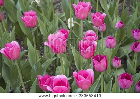 Bright Pink Tulips Blooming In The Garden At The Middle Of Spring Day