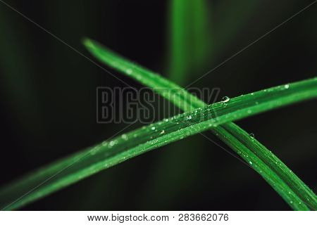 Beautiful Vivid Shiny Dark Green Grass With Dew Drops Close-up With Copy Space. Pure, Pleasant, Nice