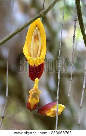 Yellow red flower of Mysore trumpetvine (Indian clock vine) growing in Malaysia (Thunbergia mysorensis)
