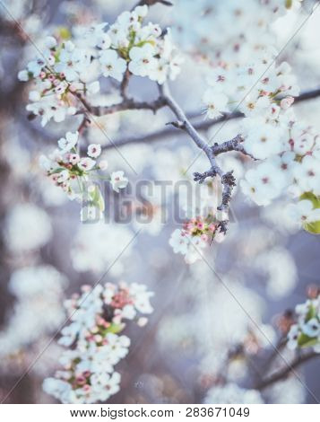 Spring Flowers Of Blooming Spring  Tree - Natural Spring Flower Background In Vintage Pastel Tones. 