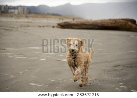 Dog Running On The Beach With Tennis Ball In His Mouth