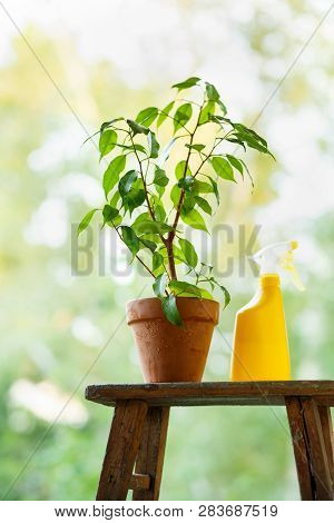 Take Care Of Household Plants And Flowers. Watering And Spraying